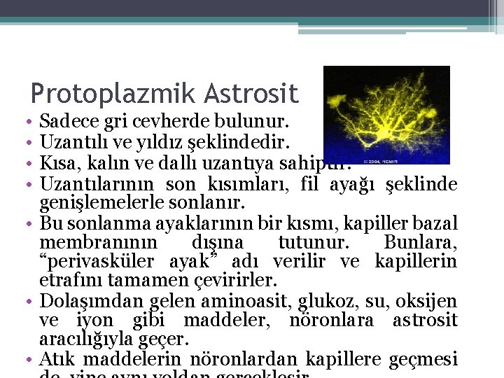 Protoplazmik Astrosit • • Sadece gri cevherde bulunur. Uzantılı ve yıldız şeklindedir. Kısa, kalın Protoplazmik Astrosit • • Sadece gri cevherde bulunur. Uzantılı ve yıldız şeklindedir. Kısa, kalın