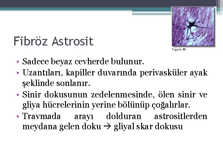 Fibröz Astrosit • Sadece beyaz cevherde bulunur. • Uzantıları, kapiller duvarında perivasküler ayak şeklinde Fibröz Astrosit • Sadece beyaz cevherde bulunur. • Uzantıları, kapiller duvarında perivasküler ayak şeklinde
