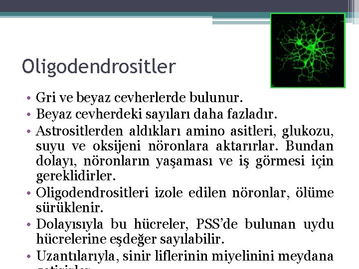 Oligodendrositler • Gri ve beyaz cevherlerde bulunur. • Beyaz cevherdeki sayıları daha fazladır. • Oligodendrositler • Gri ve beyaz cevherlerde bulunur. • Beyaz cevherdeki sayıları daha fazladır. •