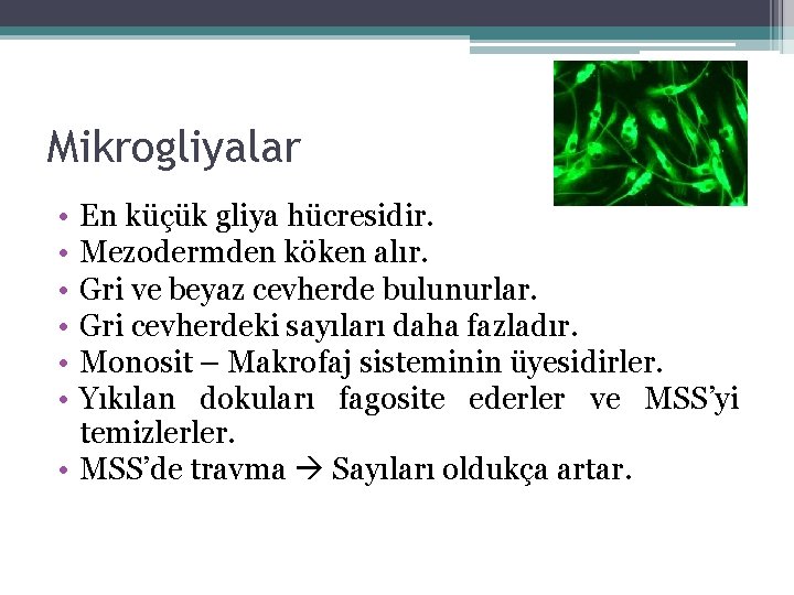 Mikrogliyalar • • • En küçük gliya hücresidir. Mezodermden köken alır. Gri ve beyaz Mikrogliyalar • • • En küçük gliya hücresidir. Mezodermden köken alır. Gri ve beyaz