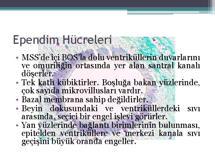 Ependim Hücreleri • MSS’de içi BOS’la dolu ventriküllerin duvarlarını ve omuriliğin ortasında yer alan Ependim Hücreleri • MSS’de içi BOS’la dolu ventriküllerin duvarlarını ve omuriliğin ortasında yer alan