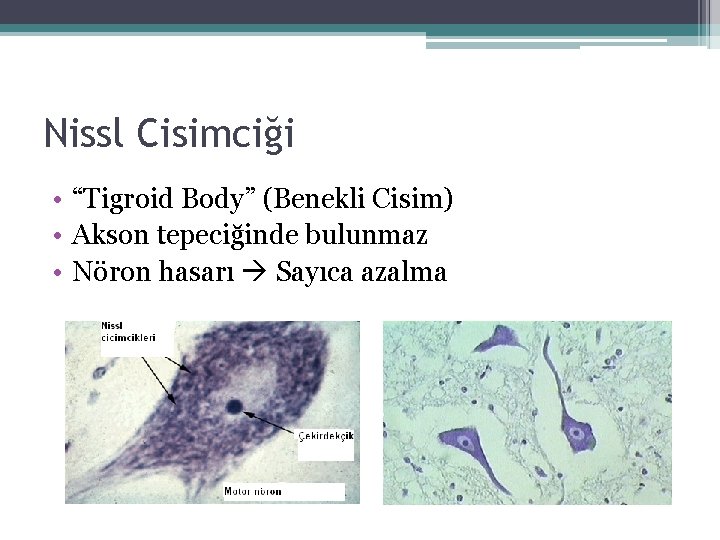 Nissl Cisimciği • “Tigroid Body” (Benekli Cisim) • Akson tepeciğinde bulunmaz • Nöron hasarı Nissl Cisimciği • “Tigroid Body” (Benekli Cisim) • Akson tepeciğinde bulunmaz • Nöron hasarı
