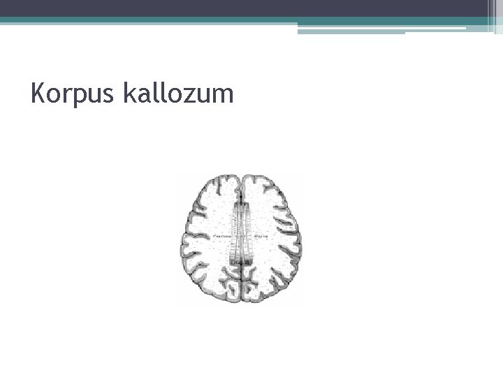 Korpus kallozum Korpus kallozum