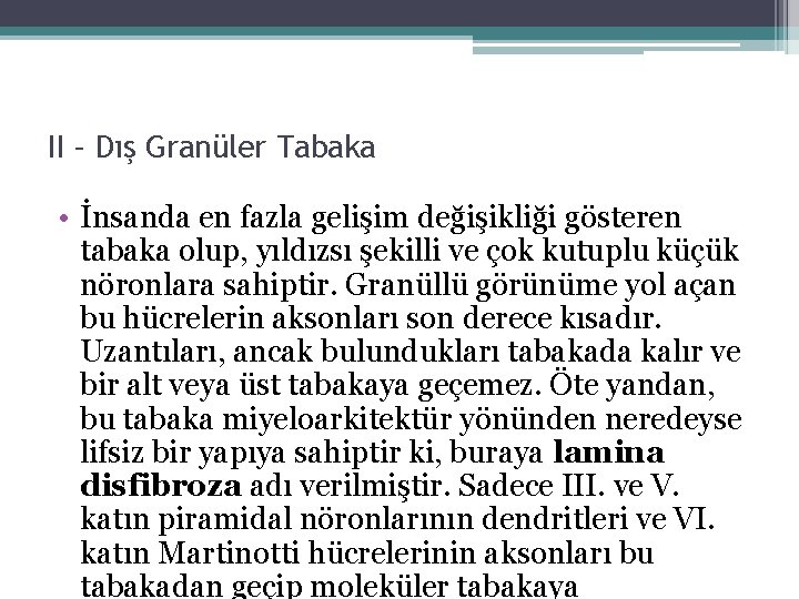 II – Dış Granüler Tabaka • İnsanda en fazla gelişim değişikliği gösteren tabaka olup, II – Dış Granüler Tabaka • İnsanda en fazla gelişim değişikliği gösteren tabaka olup,