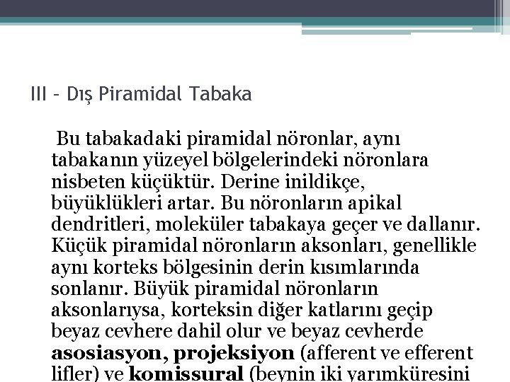 III – Dış Piramidal Tabaka Bu tabakadaki piramidal nöronlar, aynı tabakanın yüzeyel bölgelerindeki nöronlara III – Dış Piramidal Tabaka Bu tabakadaki piramidal nöronlar, aynı tabakanın yüzeyel bölgelerindeki nöronlara