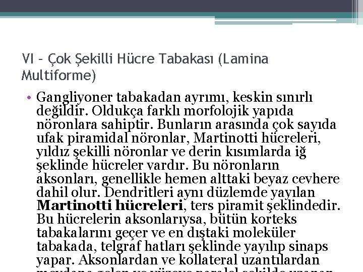 VI – Çok Şekilli Hücre Tabakası (Lamina Multiforme) • Gangliyoner tabakadan ayrımı, keskin sınırlı VI – Çok Şekilli Hücre Tabakası (Lamina Multiforme) • Gangliyoner tabakadan ayrımı, keskin sınırlı