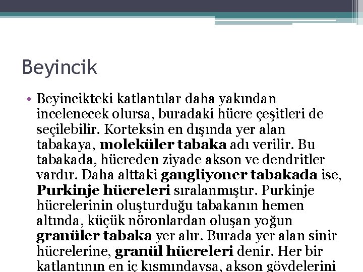 Beyincik • Beyincikteki katlantılar daha yakından incelenecek olursa, buradaki hücre çeşitleri de seçilebilir. Korteksin Beyincik • Beyincikteki katlantılar daha yakından incelenecek olursa, buradaki hücre çeşitleri de seçilebilir. Korteksin