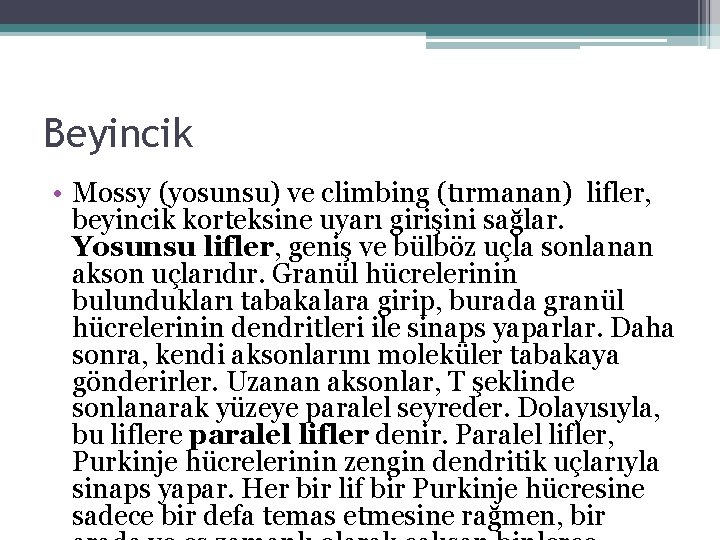 Beyincik • Mossy (yosunsu) ve climbing (tırmanan) lifler, beyincik korteksine uyarı girişini sağlar. Yosunsu Beyincik • Mossy (yosunsu) ve climbing (tırmanan) lifler, beyincik korteksine uyarı girişini sağlar. Yosunsu