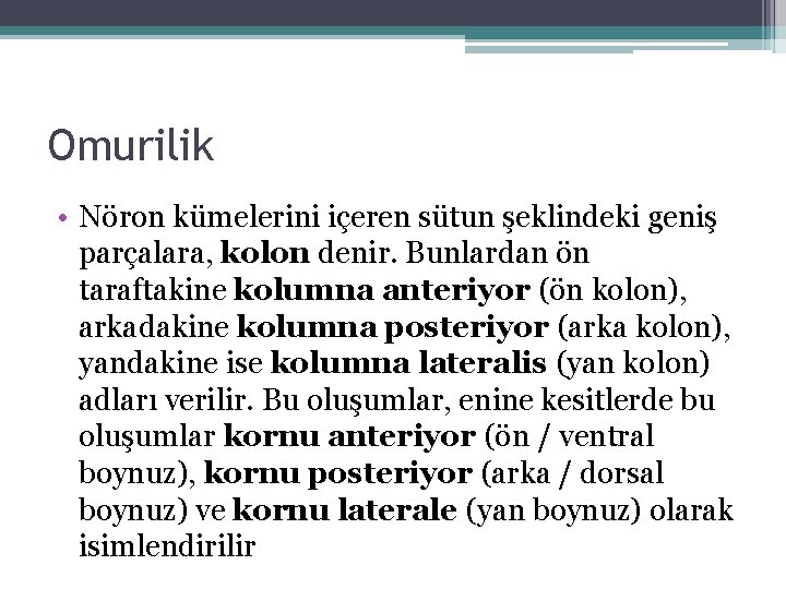 Omurilik • Nöron kümelerini içeren sütun şeklindeki geniş parçalara, kolon denir. Bunlardan ön taraftakine Omurilik • Nöron kümelerini içeren sütun şeklindeki geniş parçalara, kolon denir. Bunlardan ön taraftakine