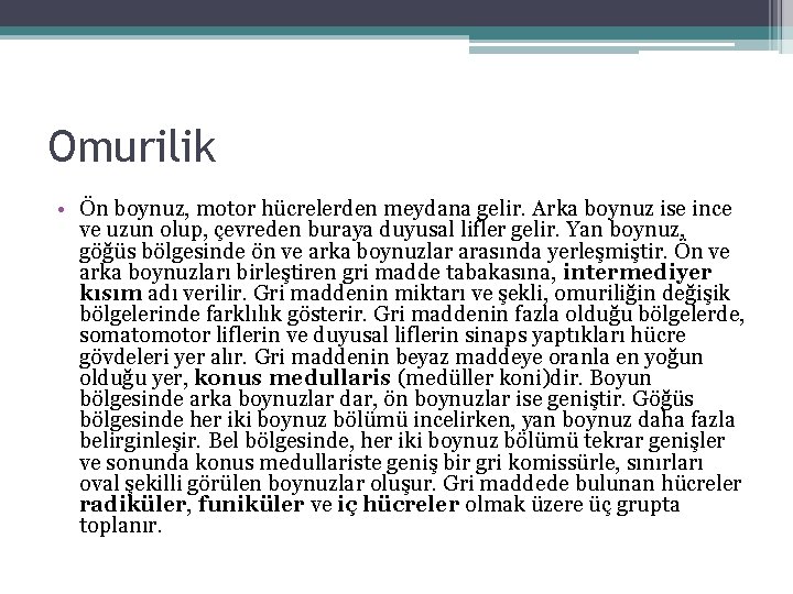 Omurilik • Ön boynuz, motor hücrelerden meydana gelir. Arka boynuz ise ince ve uzun Omurilik • Ön boynuz, motor hücrelerden meydana gelir. Arka boynuz ise ince ve uzun