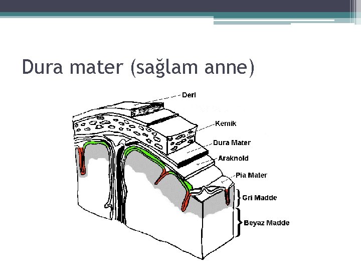 Dura mater (sağlam anne) Dura mater (sağlam anne)
