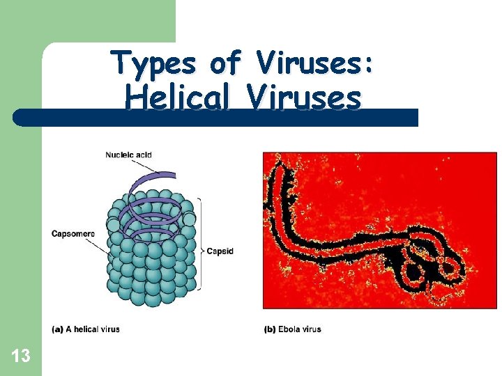 Types of Viruses: Helical Viruses 13 