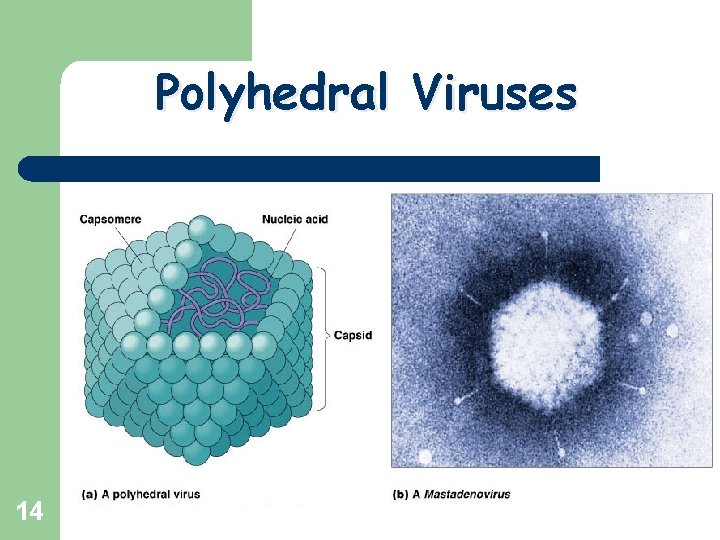 Polyhedral Viruses 14 