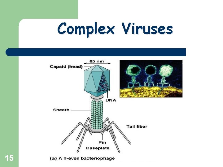Complex Viruses 15 