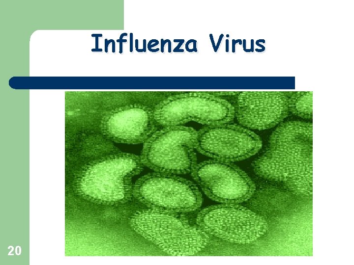 Influenza Virus 20 