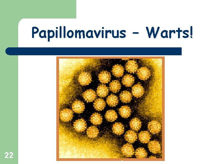 Papillomavirus – Warts! 22 