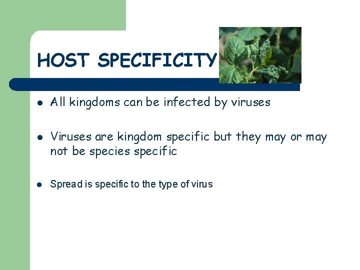 HOST SPECIFICITY l l l All kingdoms can be infected by viruses Viruses are
