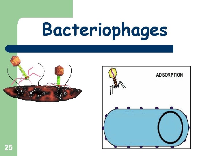Bacteriophages 25 
