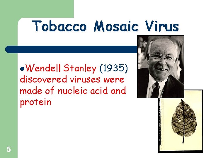 Tobacco Mosaic Virus l. Wendell Stanley (1935) discovered viruses were made of nucleic acid