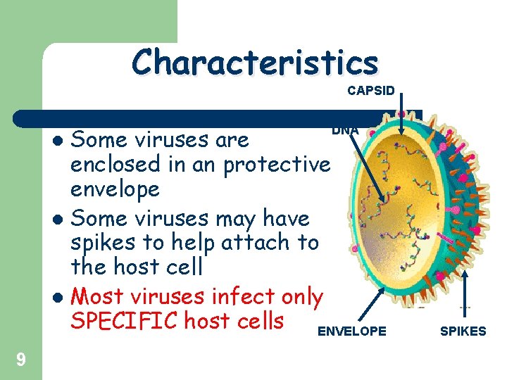 Characteristics CAPSID Some viruses are enclosed in an protective envelope l Some viruses may