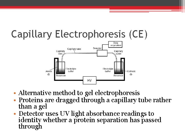 Capillary Electrophoresis (CE) • Alternative method to gel electrophoresis • Proteins are dragged through Capillary Electrophoresis (CE) • Alternative method to gel electrophoresis • Proteins are dragged through