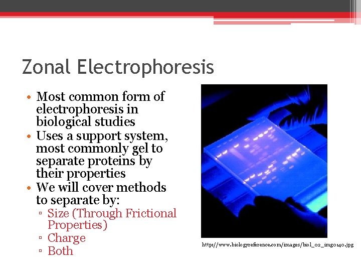 Zonal Electrophoresis • Most common form of electrophoresis in biological studies • Uses a Zonal Electrophoresis • Most common form of electrophoresis in biological studies • Uses a