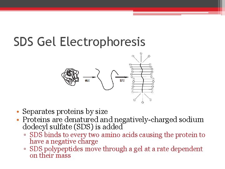 SDS Gel Electrophoresis • Separates proteins by size • Proteins are denatured and negatively-charged SDS Gel Electrophoresis • Separates proteins by size • Proteins are denatured and negatively-charged