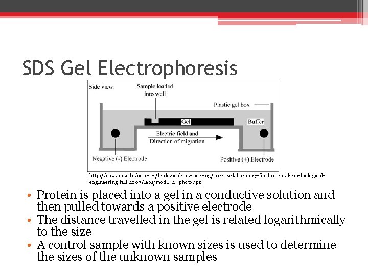 SDS Gel Electrophoresis http: //ocw. mit. edu/courses/biological-engineering/20 -109 -laboratory-fundamentals-in-biologicalengineering-fall-2007/labs/mod 1_2_photo. jpg • Protein is SDS Gel Electrophoresis http: //ocw. mit. edu/courses/biological-engineering/20 -109 -laboratory-fundamentals-in-biologicalengineering-fall-2007/labs/mod 1_2_photo. jpg • Protein is