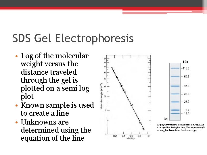 SDS Gel Electrophoresis • Log of the molecular weight versus the distance traveled through SDS Gel Electrophoresis • Log of the molecular weight versus the distance traveled through