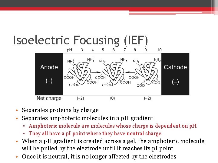 Isoelectric Focusing (IEF) • Separates proteins by charge • Separates amphoteric molecules in a Isoelectric Focusing (IEF) • Separates proteins by charge • Separates amphoteric molecules in a