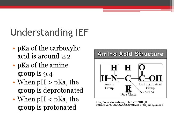 Understanding IEF • p. Ka of the carboxylic acid is around 2. 2 • Understanding IEF • p. Ka of the carboxylic acid is around 2. 2 •