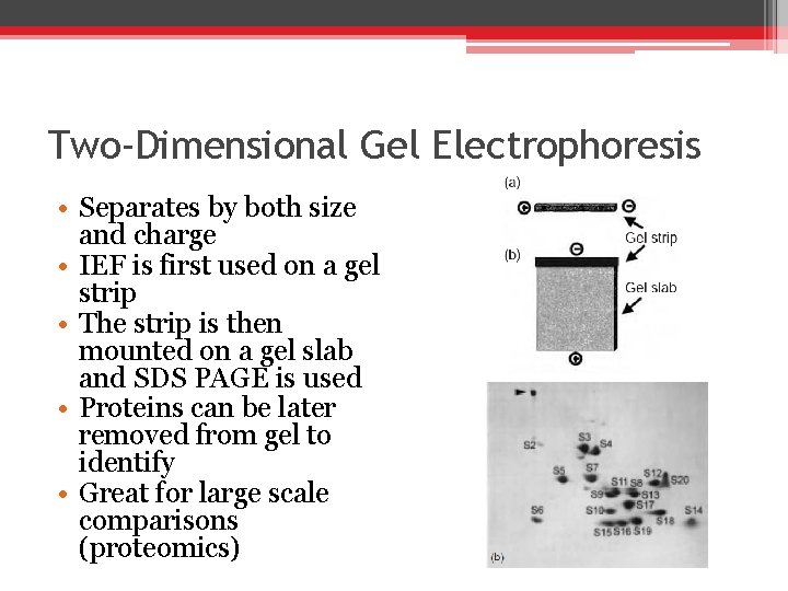 Two-Dimensional Gel Electrophoresis • Separates by both size and charge • IEF is first Two-Dimensional Gel Electrophoresis • Separates by both size and charge • IEF is first