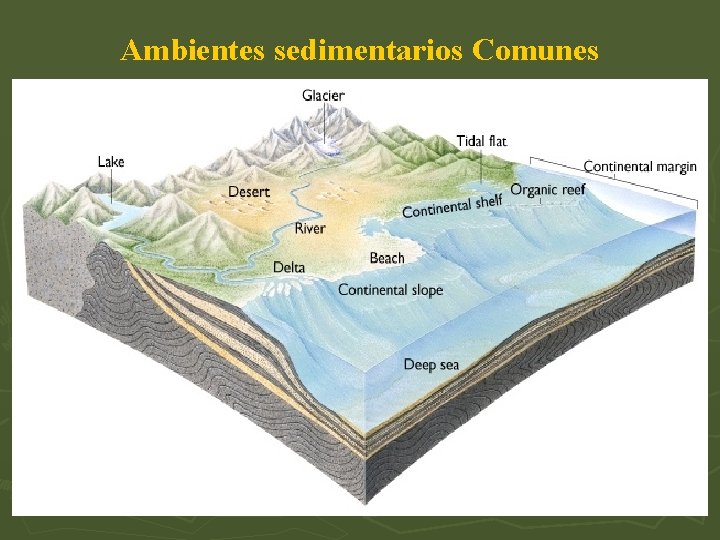 Ambientes sedimentarios Comunes 