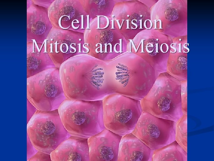 Cell Division Mitosis and Meiosis 