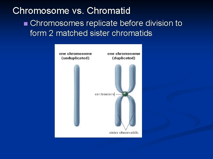 Chromosome vs. Chromatid n Chromosomes replicate before division to form 2 matched sister chromatids