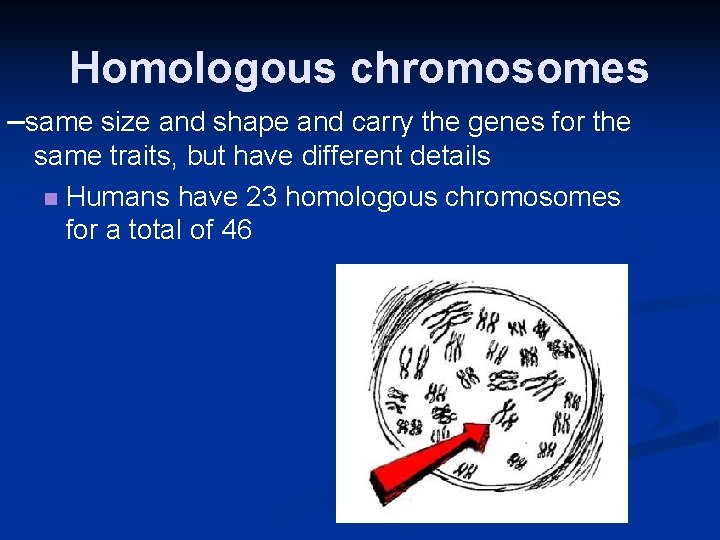 Homologous chromosomes –same size and shape and carry the genes for the same traits,