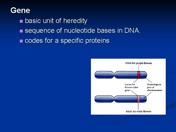 Gene basic unit of heredity n sequence of nucleotide bases in DNA. n codes