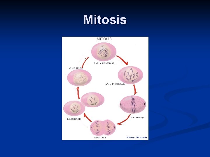 Mitosis 