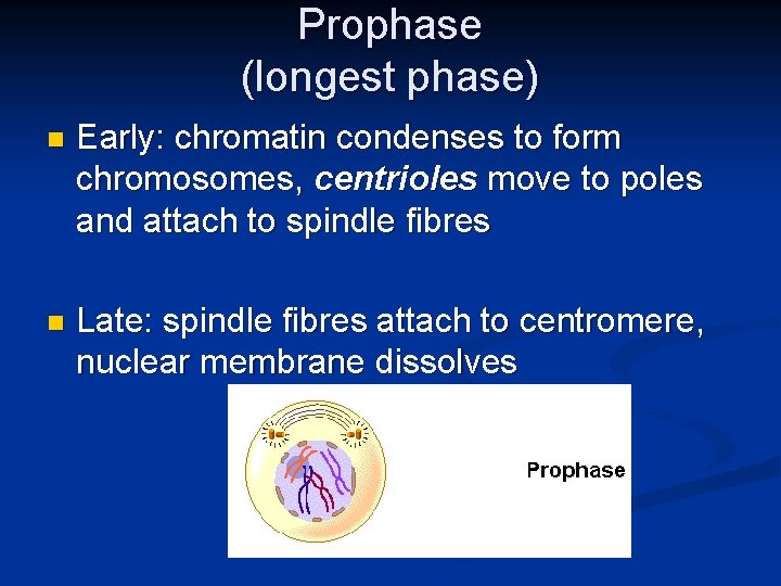 Prophase (longest phase) n Early: chromatin condenses to form chromosomes, centrioles move to poles