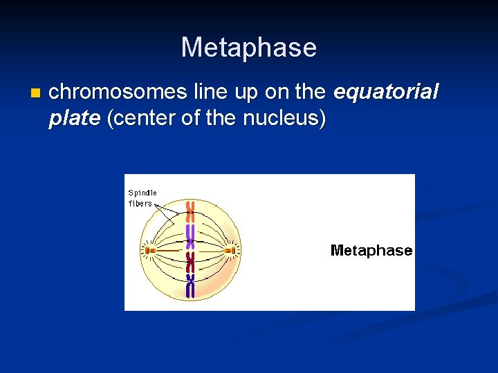 Metaphase n chromosomes line up on the equatorial plate (center of the nucleus) 