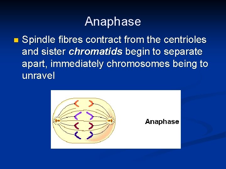 Anaphase n Spindle fibres contract from the centrioles and sister chromatids begin to separate