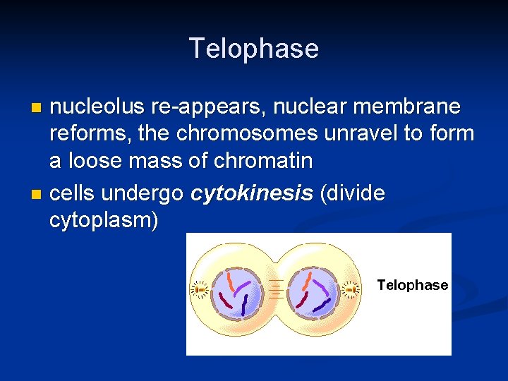 Telophase nucleolus re-appears, nuclear membrane reforms, the chromosomes unravel to form a loose mass
