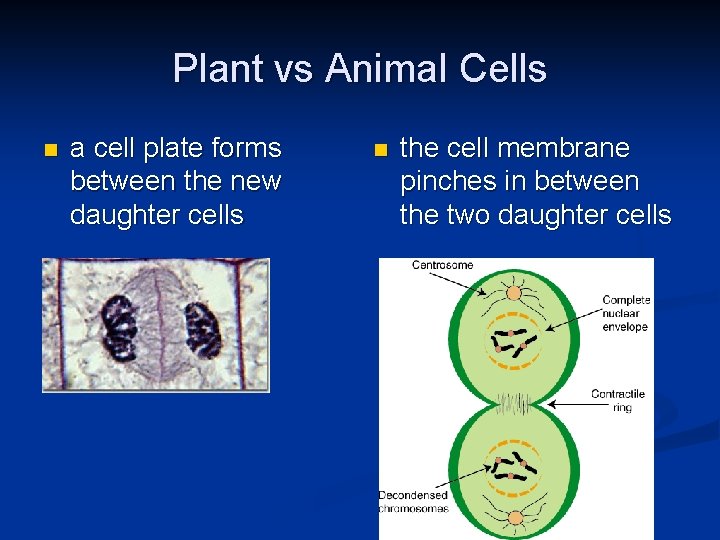 Plant vs Animal Cells n a cell plate forms between the new daughter cells