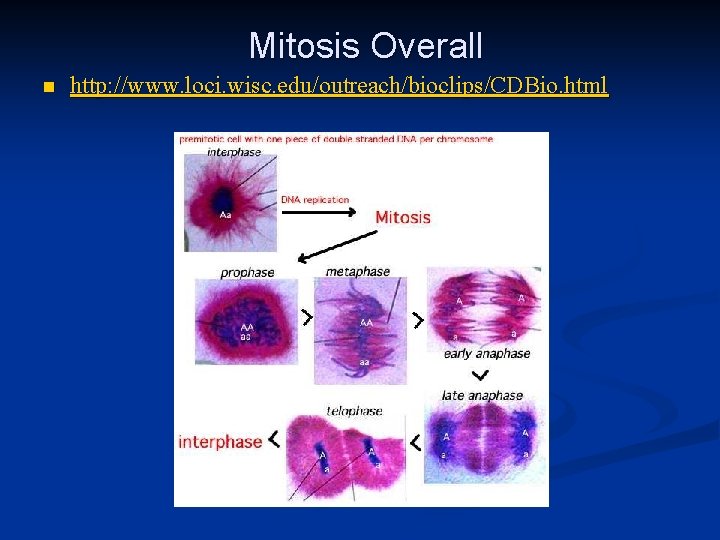 Mitosis Overall n http: //www. loci. wisc. edu/outreach/bioclips/CDBio. html 