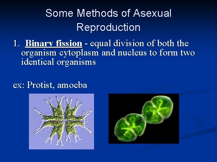 Some Methods of Asexual Reproduction 1. Binary fission - equal division of both the