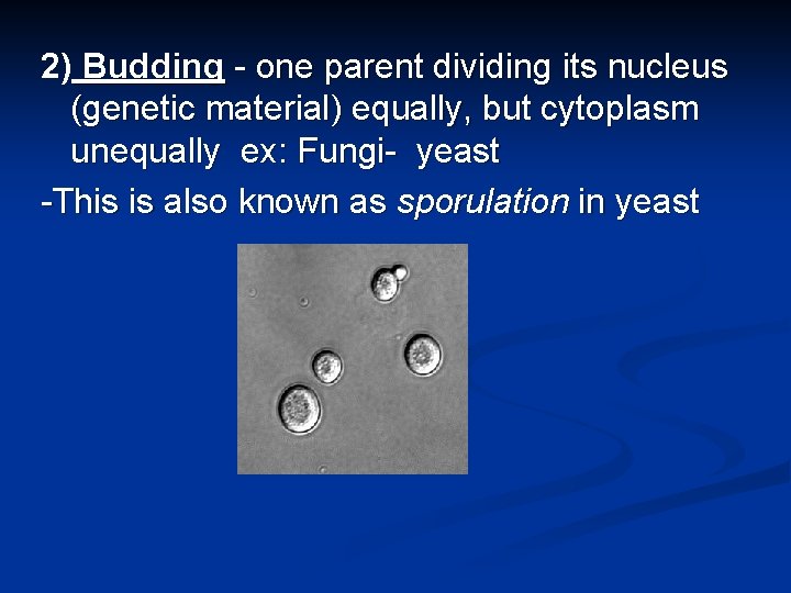 2) Budding - one parent dividing its nucleus (genetic material) equally, but cytoplasm unequally