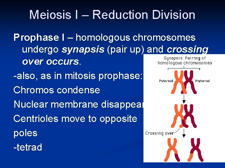 Meiosis I – Reduction Division Prophase I – homologous chromosomes undergo synapsis (pair up)