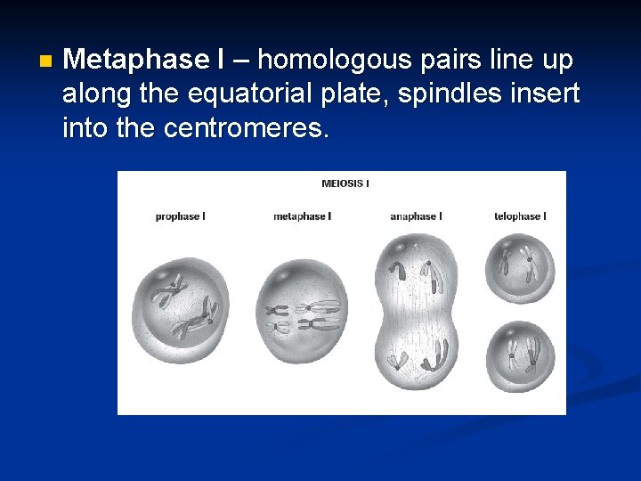 n Metaphase I – homologous pairs line up along the equatorial plate, spindles insert