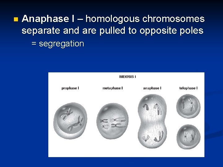 n Anaphase I – homologous chromosomes separate and are pulled to opposite poles =