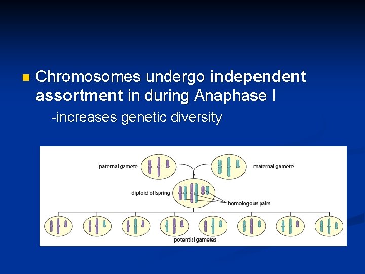 n Chromosomes undergo independent assortment in during Anaphase I -increases genetic diversity 